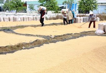  Trung Quốc tăng nhập gạo không phải vì thiếu gạo