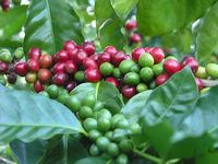 XUẤT KHẨU CÀ PHÊ CỦA COSTA RICA TĂNG 11,3% TRONG THÁNG 6