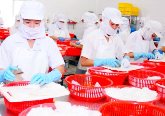 Xuất khẩu mực, bạch tuộc tăng trưởng “trái chiều” 