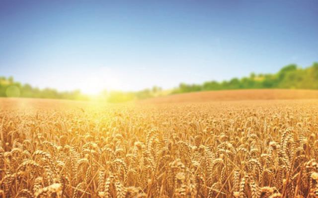   Giới trung lưu châu Á kích thích nhu cầu về lúa gạo