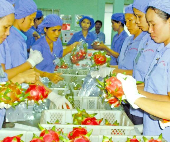 Tìm hướng xuất khẩu nông sản