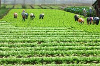 Điểm sáng về kinh tế nông nghiệp