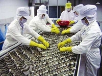 Tôm Việt gặp khó khi xuất khẩu sang Mỹ