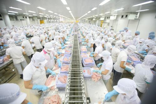  Mỹ vượt qua EU về nhập khẩu cá tra Việt Nam