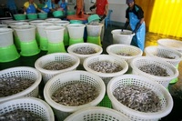  Thái Lan: Giá tôm tăng ảnh hưởng tới xuất khẩu