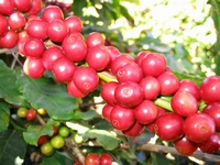 Xuất khẩu cà phê của Honduras giảm 8,6% trong tháng 7