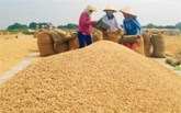 Phụ thuộc Trung Quốc, xuất khẩu gạo lĩnh đủ nóng-lạnh 