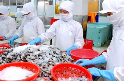 Tôm nhập khẩu từ châu Á đang nuốt chửng nguồn cung nội địa Mỹ