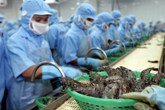 Mỹ giảm thuế chống bán phá giá tôm: Doanh nghiệp Việt vẫn lép vế 
