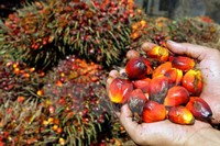 Indonesia và Malaysia sẽ thành lập Hội đồng sản xuất dầu cọ