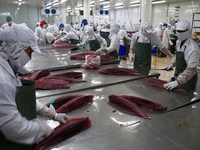 Xuất khẩu cá ngừ Ecuador sang EU sẽ thuận lợi hơn