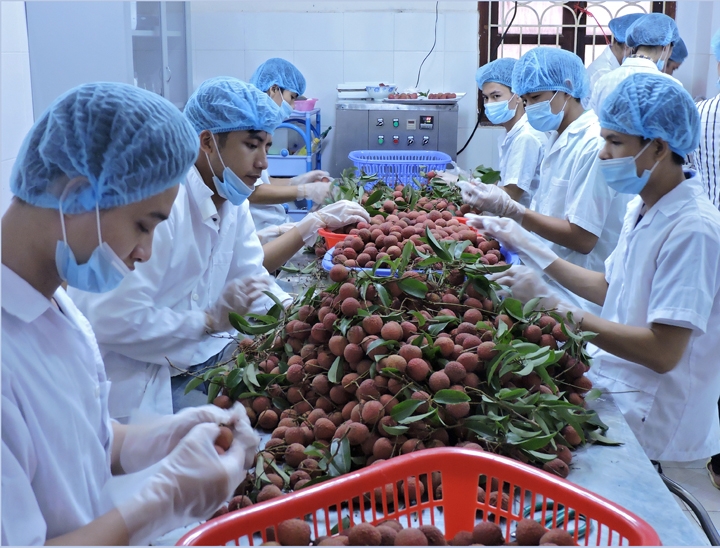 XUẤT KHẨU NÔNG SẢN VÀO TRUNG QUỐC TĂNG MẠNH