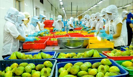 XUẤT KHẨU RAU QUẢ TĂNG TRƯỞNG NGOẠN MỤC