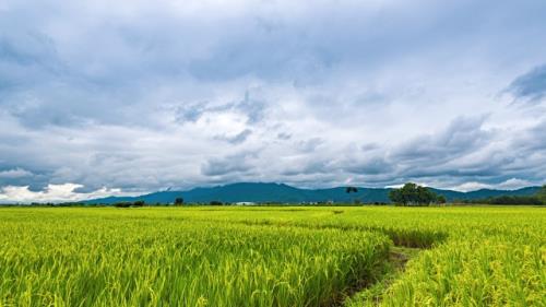 THÁI LAN XÂY DỰNG CÁC NÔNG TRẠI TRỒNG LÚA QUY MÔ LỚN