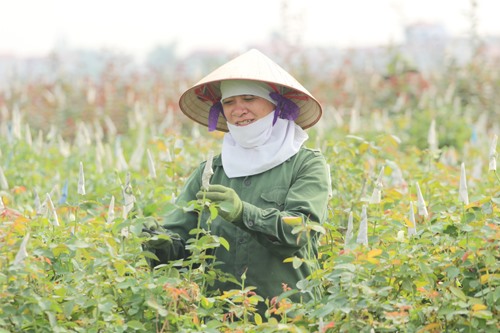 Capital wants more high-tech farms