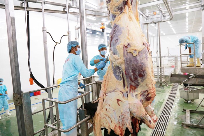 Bò Úc bắt đầu được nhập thẳng về Cần Thơ