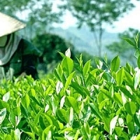 SẢN LƯỢNG CHÈ BANGLADESH ĐẠT MỨC KỶ LỤC, CHUYỂN SANG XUẤT KHẨU