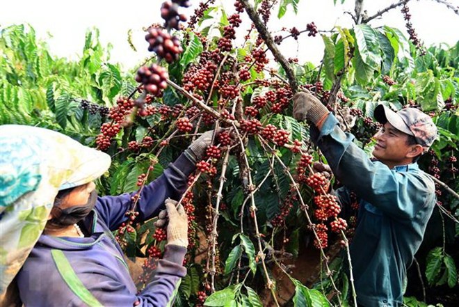 Càphê là mặt hàng xuất khẩu số một của Việt Nam vào thị trường Algeria