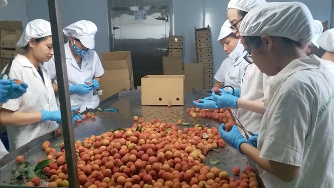 Ưu tiên vải xuất khẩu theo đường hàng không