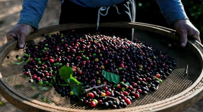 Xuất khẩu cà-phê tích cực tại Brazil gây sức ép lên giá Arabica