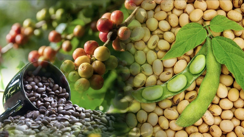 Giá cà-phê, khô đậu tương tăng hơn 8% trong tuần qua