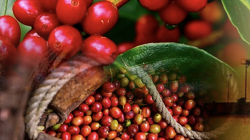 Lo ngại nguồn cung gián đoạn do thời tiết thúc đẩy giá cà-phê, giá đường khởi sắc