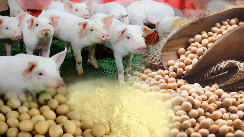 Trung Quốc nhập khẩu mạnh đậu tương có thể khiến giá nguyên liệu thức ăn chăn nuôi tăng