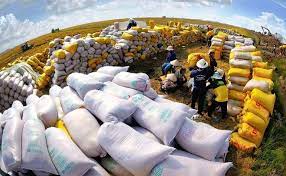 Cơ hội gia tăng xuất khẩu gạo