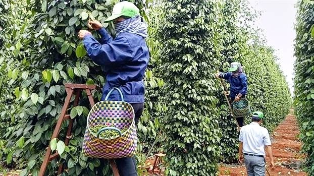 Giá xuất khẩu hồ tiêu đạt mức kỷ lục