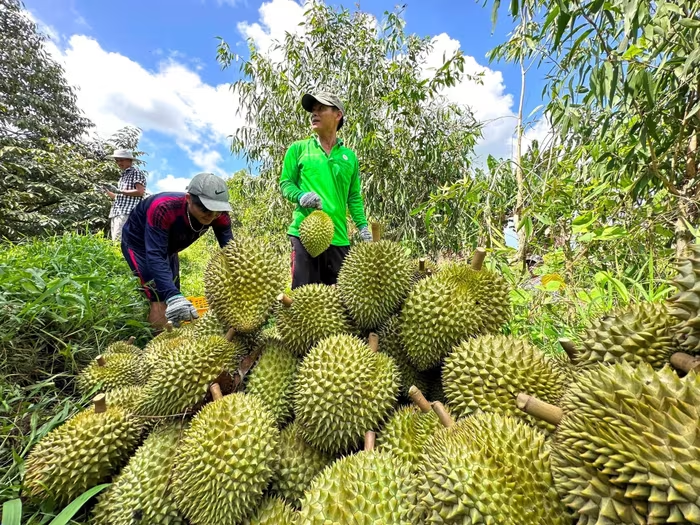 Hóa giải thách thức cho ngành sầu riêng