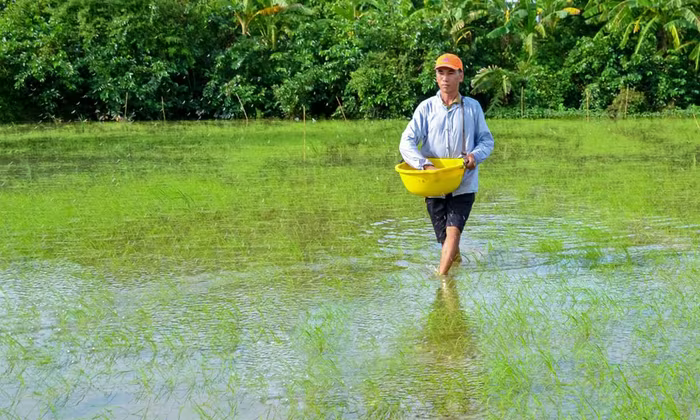 Nông dân Cà Mau làm giàu với loại cây trồng cũ nhờ cách làm mới
